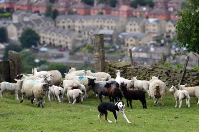 Three-year-old border collie sheepdog Taff, being put to work on the farm near Holmfirth. Picture by Jonathan Gawthorpe.