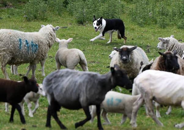 Sheepdogs have an important role to play in rural life.
