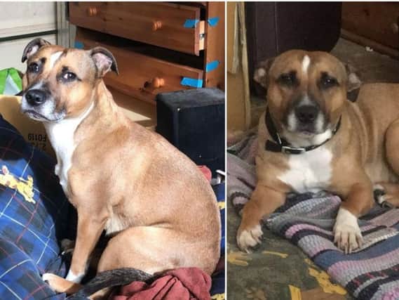 This Staffordshire Bull Terrier was stolen in the Beeston area of Leeds.