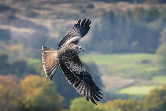 Red Kites can typically be spotted on the Harewood House estate