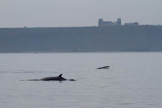 Minke whales can sometimes be spotted in the shadows of Whitby Abbey