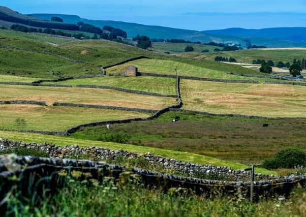 Farming leaders are fed up with the lack of clear direction for farm policy after Brexit, saying the Government's proposals to date amount to too little with less than nine months to go until Brexit. 
Picture by James Hardisty.
