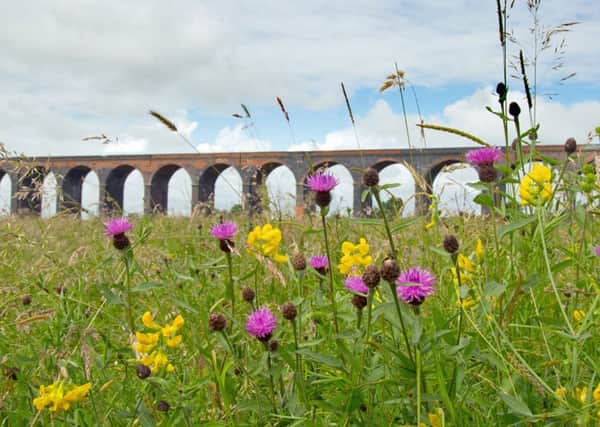 Is enough being done to save Yorkshire's meadows?