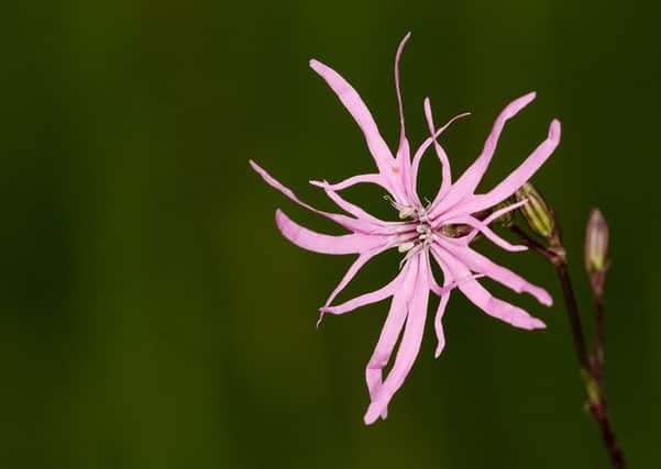 Ragged robin, one of the species recorded at Dale View Farm. Picture by Paul Shaw.