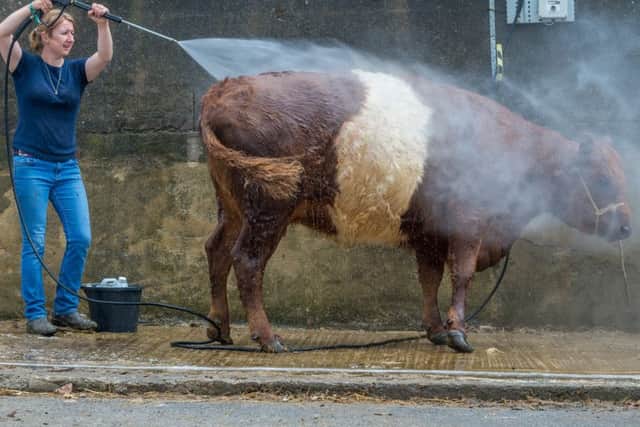Judith Cowie washes down her Red Belted Galloway called Copelaw Ruby.