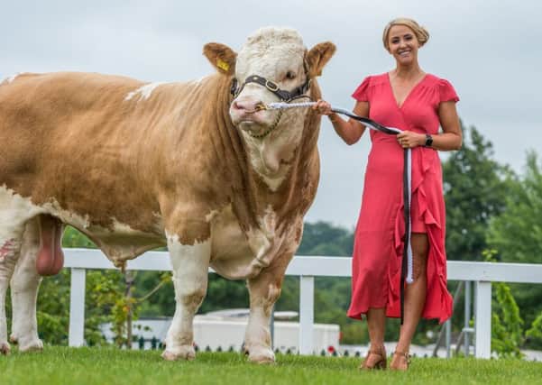 Singer Lizze Jones, who will be making history as the first singer to perform in the Main Ring at the Great Yorkshire Show, holding Camus Harold, a Simmental from Popes Simmentals based near Preston. Pictures by James Hardisty.