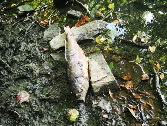 Scores of dead fish have been found in Graves Park.