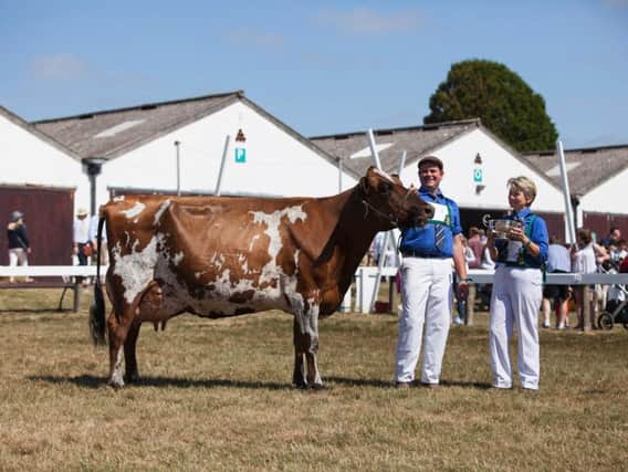 Ayrshire heifer Willowfields Winnie II was named the Great Yorkshire Show's supreme dairy champion. Picture by Kate Mallender.