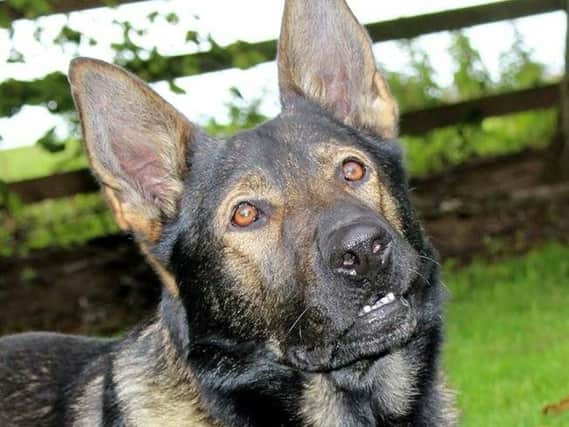 Thor the police dog is retiring after four years' service