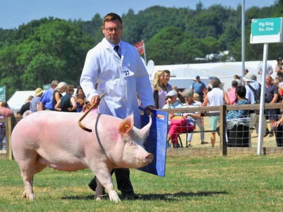 The British Pig Association Pig of the Year Maple Leaf 11 a Large White Gilt owned by Robert Emmerson and shown by Stephen Lockett, pictured.