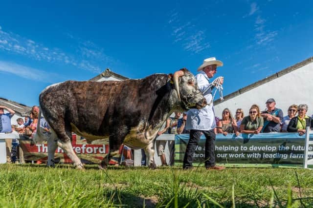 Longhorn breeder David Blockley, of Drighlington, West Yorkshire, taking part in the Supreme Beef Championships