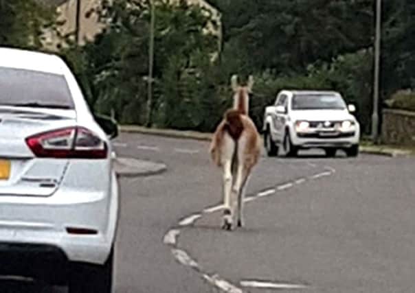An escaped llama that caused a drama when it was spotted casually walking in the middle of a main road. A walker saw the camelid happily trotting between Bedale and Leeming Bar, North Yorkshire. Police were called at around 10.30am on Friday and around 20 minutes later were told its owners had located it safely.