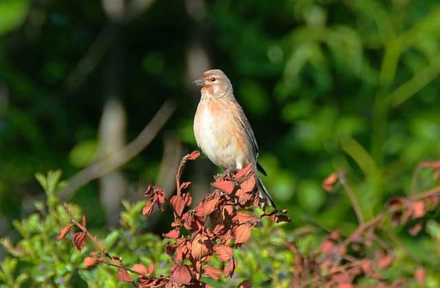 A linnet, caught on camera by Kev Pointon.