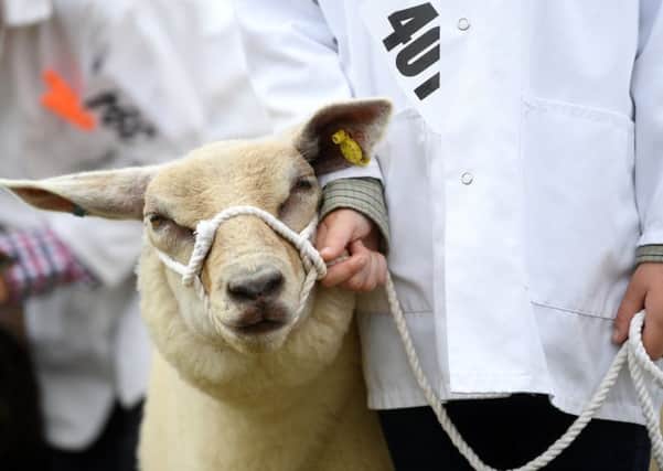 Driffield Show was held for the 143rd time today. Pictures by Jonathan Gawthorpe.