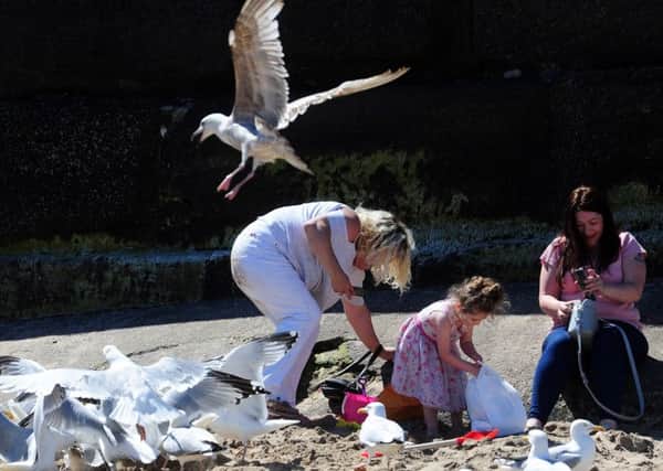 What can be done to stop scavenging seagulls in resorts like Scarborough and Whitby?
