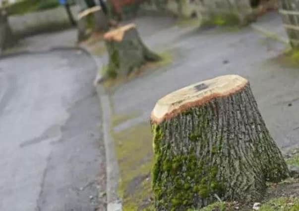 New questions have been raised over Sheffield's tree-felling contract.