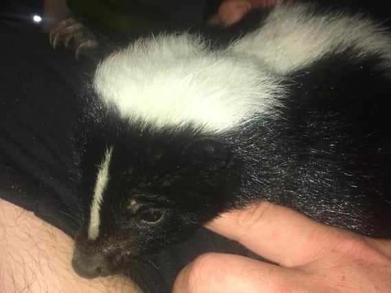 Stinkerbelle the skunk has now been found