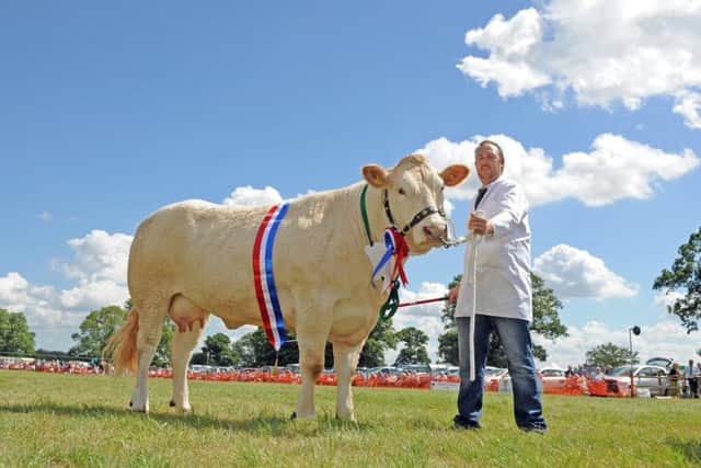 Neil Barrett with his British Blonde, one of the pair which claimed the show's beef interbreed championship.