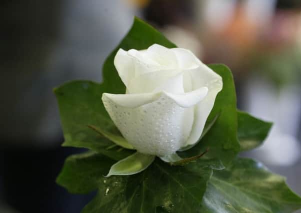 Picture of white rose for Yorkshire Day. -thwhris1-2-
