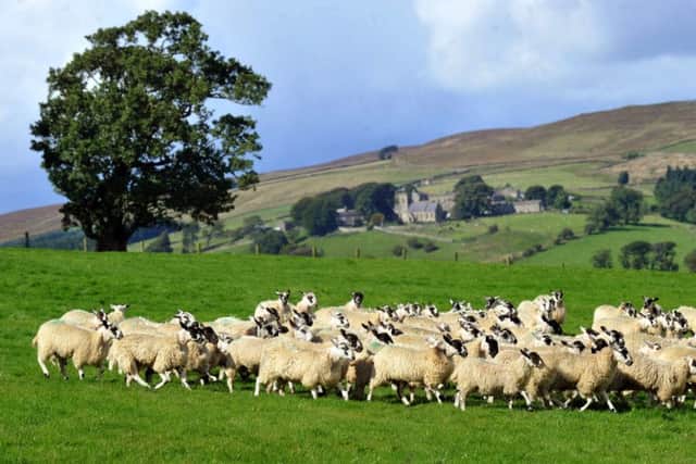 1409017   Some of  Don Leeming's Mule Gimmers   against a backdrop of Middlesmoor Church high up in Nidderdale  at  West House Farm  Ramsgill .