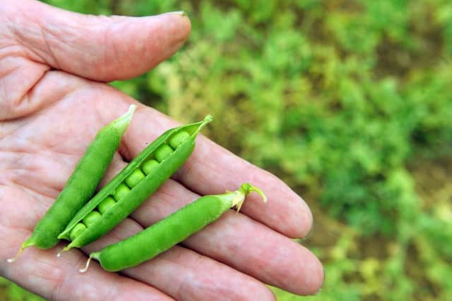 Peas from the fields of Swaythorpe Growers.