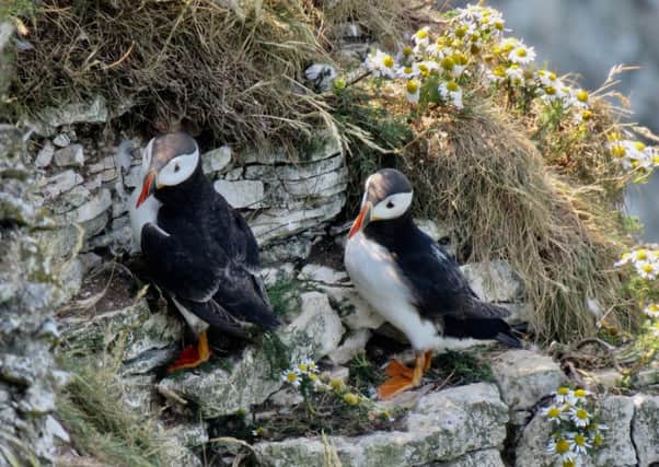 Puffins at Bempton and Flamborough will enjoy greater environmental safeguards announced by the Government.
