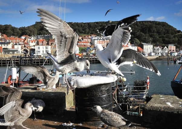 What can be done to combat the seagull menace in resorts like Scarborough?