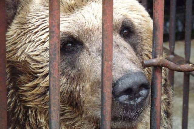 One of the endangered bears which has arrived in Doncaster