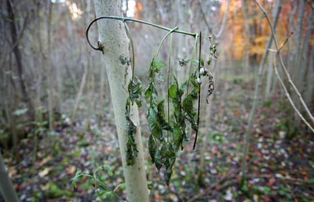 A young common ash tree with wilting leaves. A number of young ash trees have been killed off by ash dieback in the Yorkshire Dales National Park. The disease now affects the species across the whole of the National Park. Picture by Gareth Fuller/PA Wire.