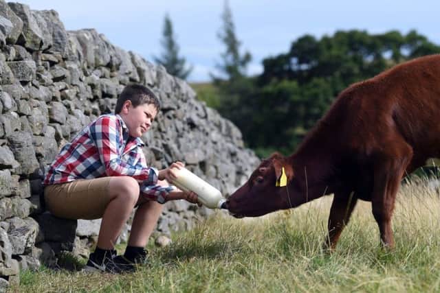 Sam Hattan, aged nine, gives one of the Northern Dairy Shorthorn calves a drink.