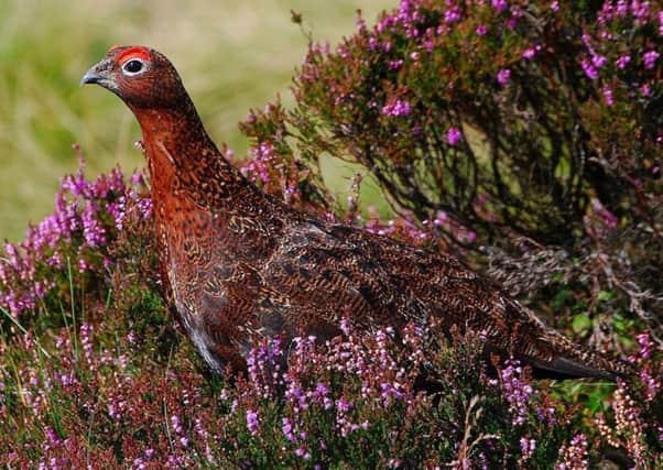 Grouse numbers are down dramatically this year as a consequence of the cold spring and hot summer, and countryside groups warn that this will have serious implications for the businesses that benefit from the grouse shooting season.