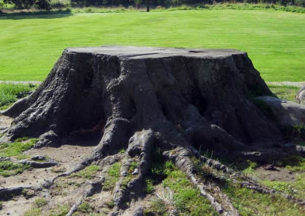 The stump left after the historic tree was felled in 2007. PIC: Albert Elliot