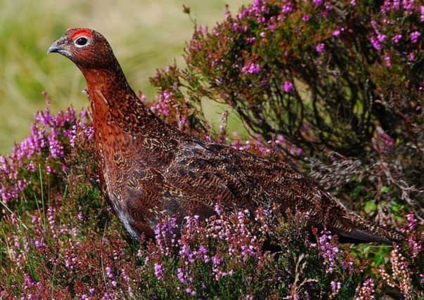 This week marked the start of the grouse shooting season.