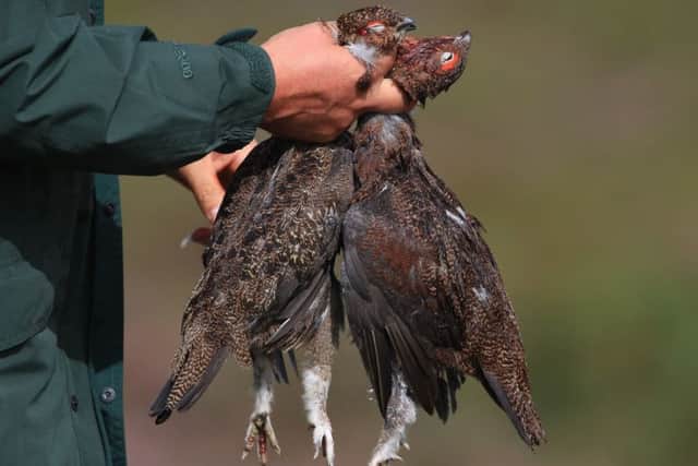 A member of a shooting party holds grouse on Jervaulx moor, North Yorkshire, as the grouse shooting gets underway. Picture: Owen Humphreys/PA Wire