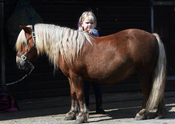 Children enjoying the volunteer run 1-2-1 sessions at Hope Pastures donkey sanctuary during the holidays. They get to groom the horses for a rosette. Pictured Six-year-old Charlotte Drummond.
15th August 2018.