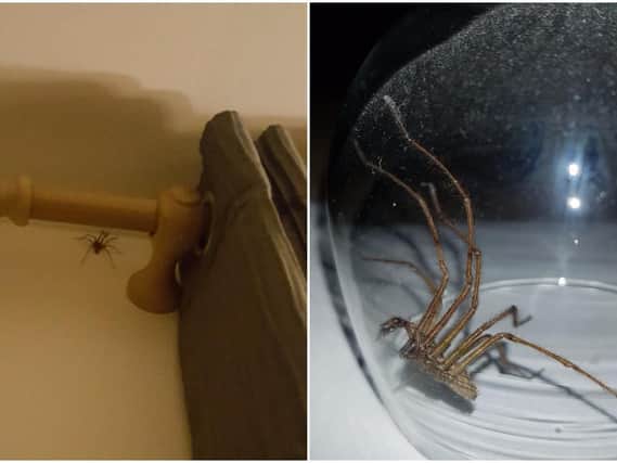 Giant spiders are invading houses