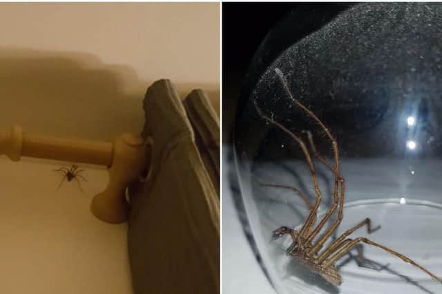 Giant spiders are invading houses