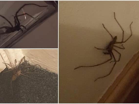 PHOTOS: The biggest spiders you found in Leeds homes - but how can you stop them coming in?