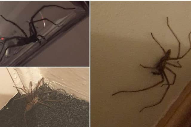 People have been sending photos of their horrific spiders in Leeds and Yorkshire