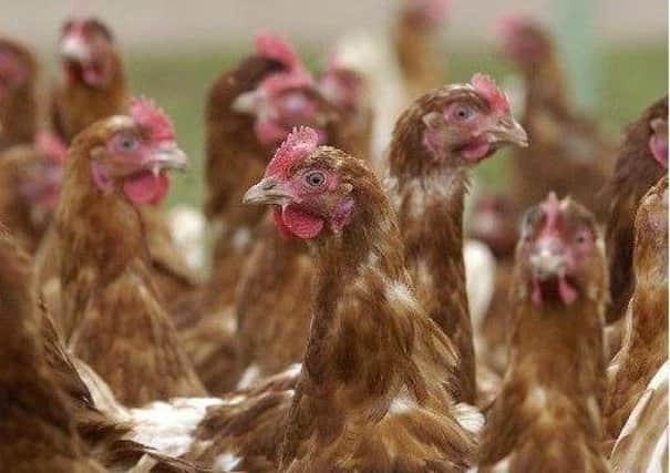 The proposed poultry farm could have held up to 144,000 chickens.