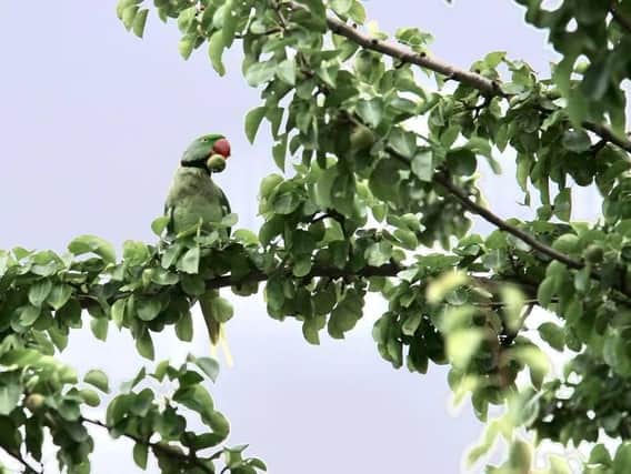 One of the parrots spotted off Leger Way (Photo: Tony Critchley).
