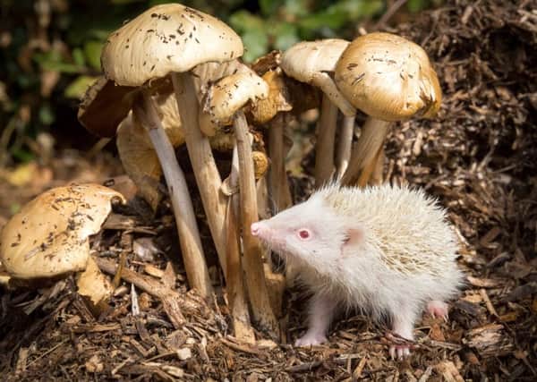 'Jericho', the rare albino hedgehog, weighed just 88g when he was rescued and taken to Annette Pyrah's Wildlife Orphanage in Barlby.