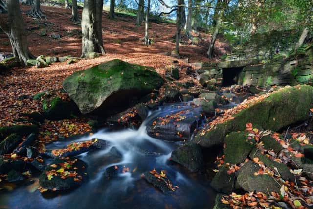 By cutting down some trees in Hardcastle Crags, the National Trust aims to slow the flow of rainwater over the land and protect against flooding in the Calder Valley.