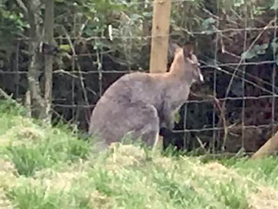 The wallaby is still missing in Yorkshire