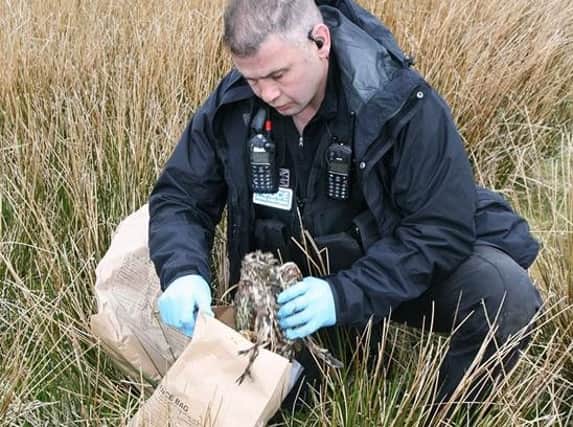 Police recover the bodies of the owls.