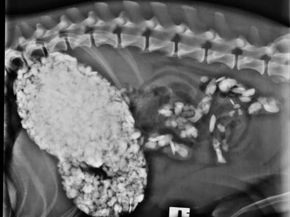 The x-ray of Chips stomach where you can clearly see the large amount of gravel he had eaten.