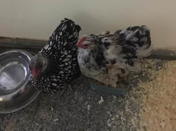 Two of the hens abandoned on a man's doorstep in Hull