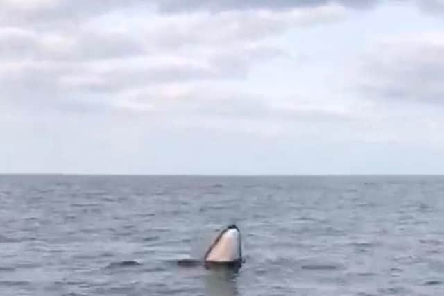 The minke whale was seen off the coast of Staithes