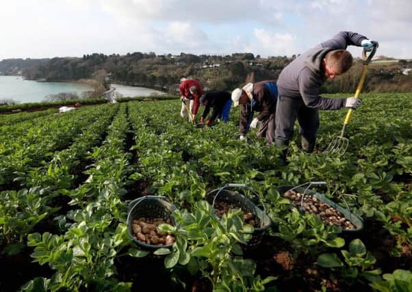 The new Seasonal Workers pilot scheme will allow growers to recruit eligible non-EU workers for six months at a time, starting next spring. Picture: Matt Alexander/PA Wire.