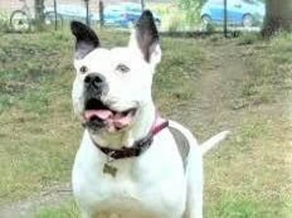 Meet Teddy! The deaf dog looking for a new home in the Harrogate area.